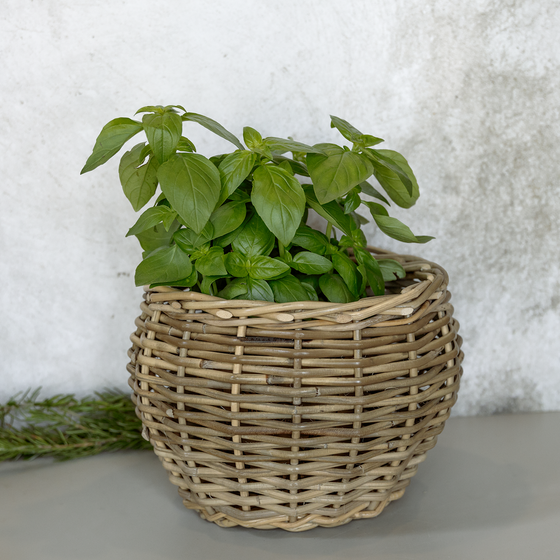 Country Plant Basket | Rattan